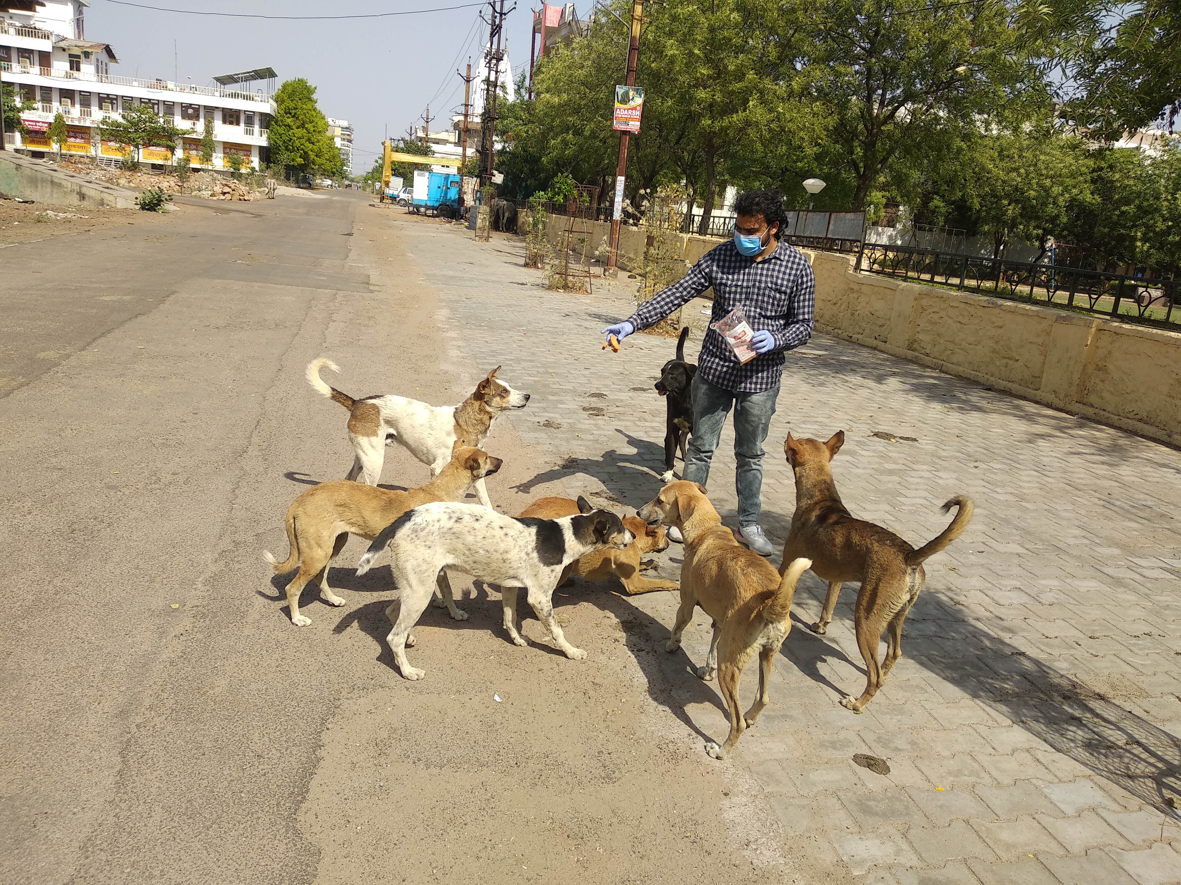 animal-care-love-dogs-saviours-foundation-charitable-trust-kota-b