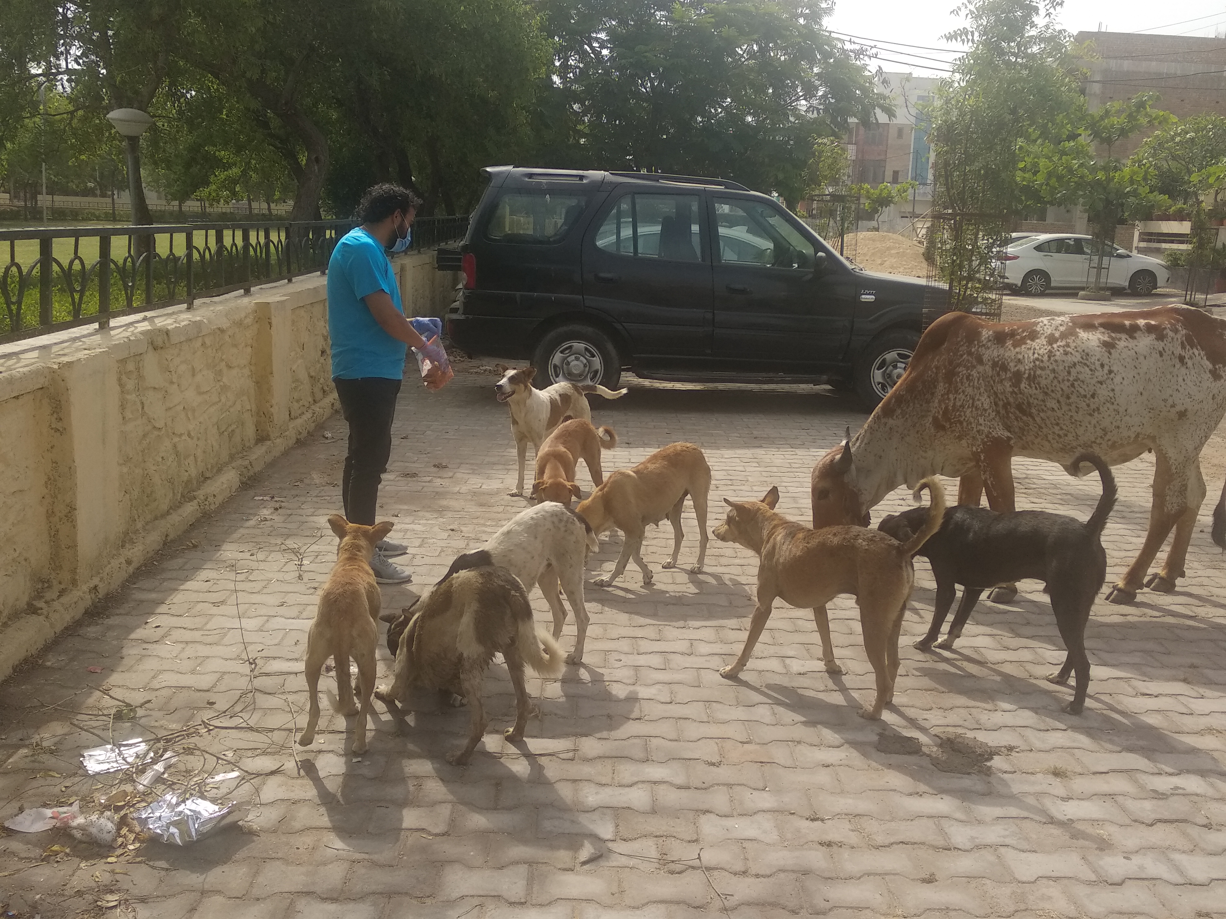 animal-care-love-dogs-saviours-foundation-charitable-trust-kota-c