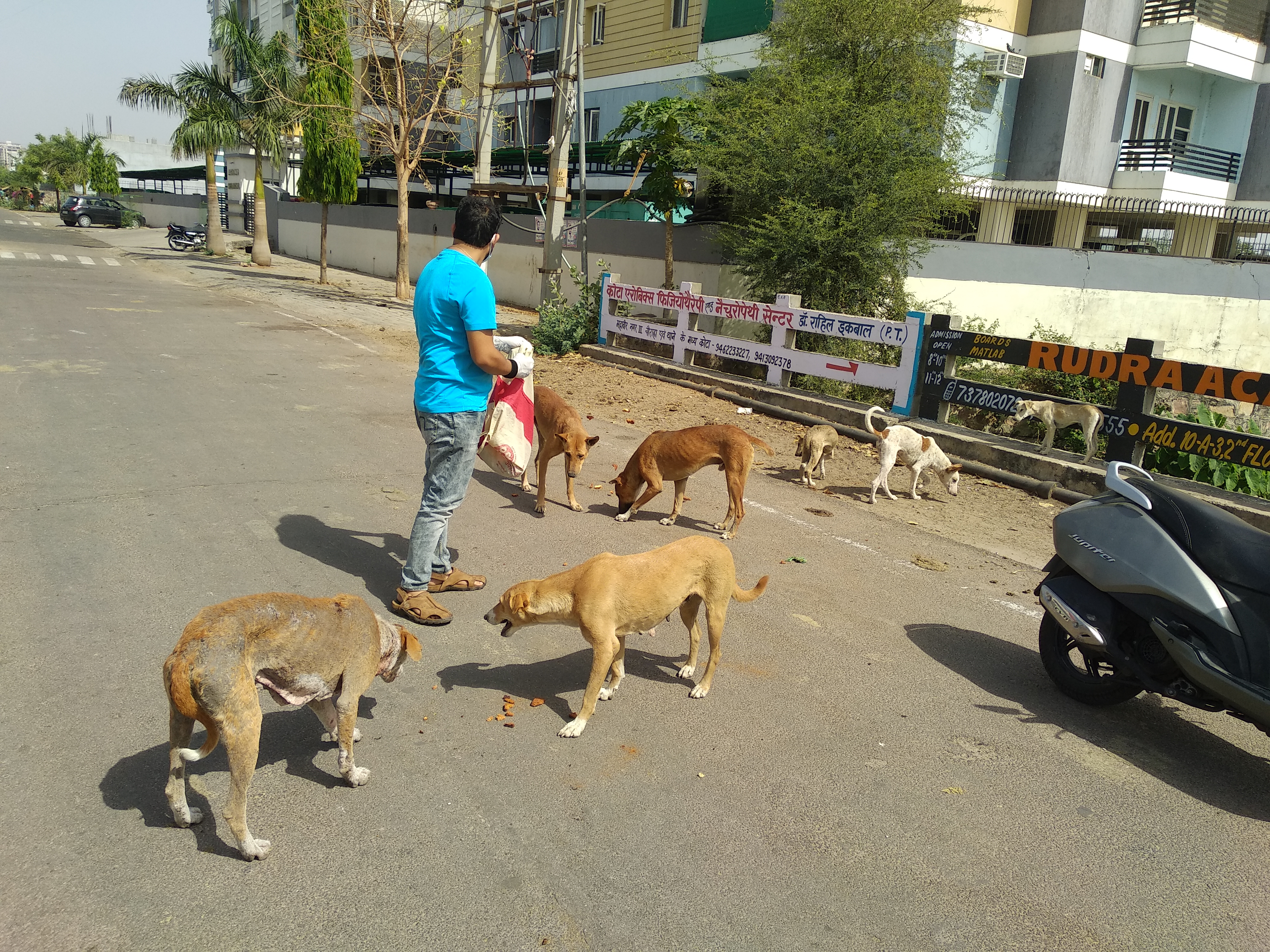 animal-care-love-dogs-saviours-foundation-charitable-trust-kota-d