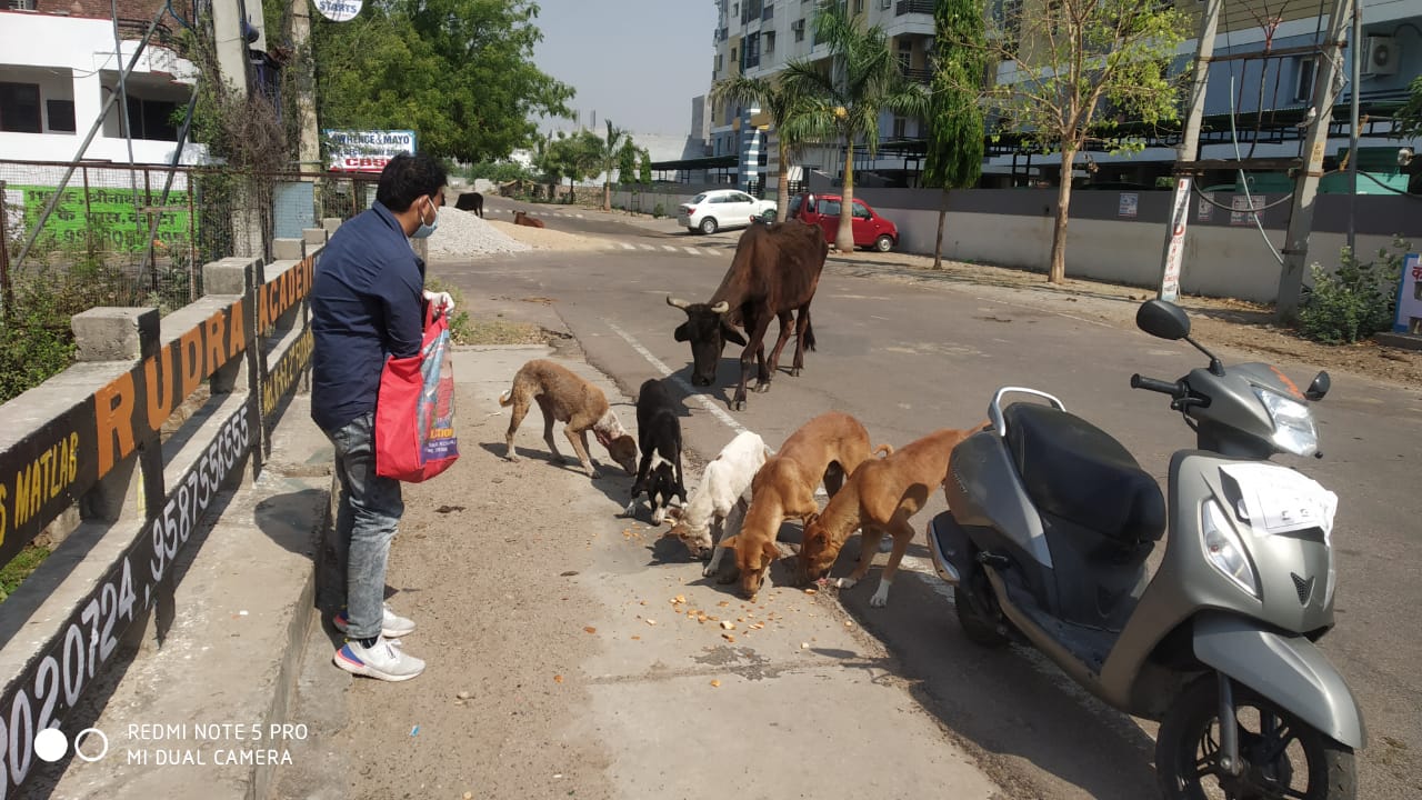 animal-care-love-dogs-saviours-foundation-charitable-trust-kota-f