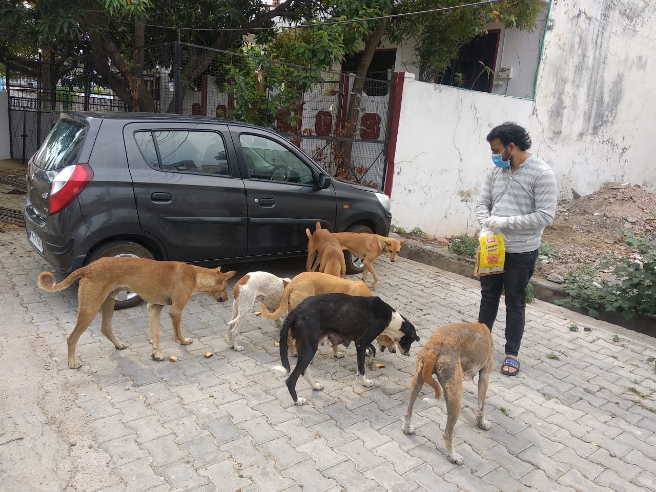 animal-care-love-dogs-saviours-foundation-charitable-trust-kota-h