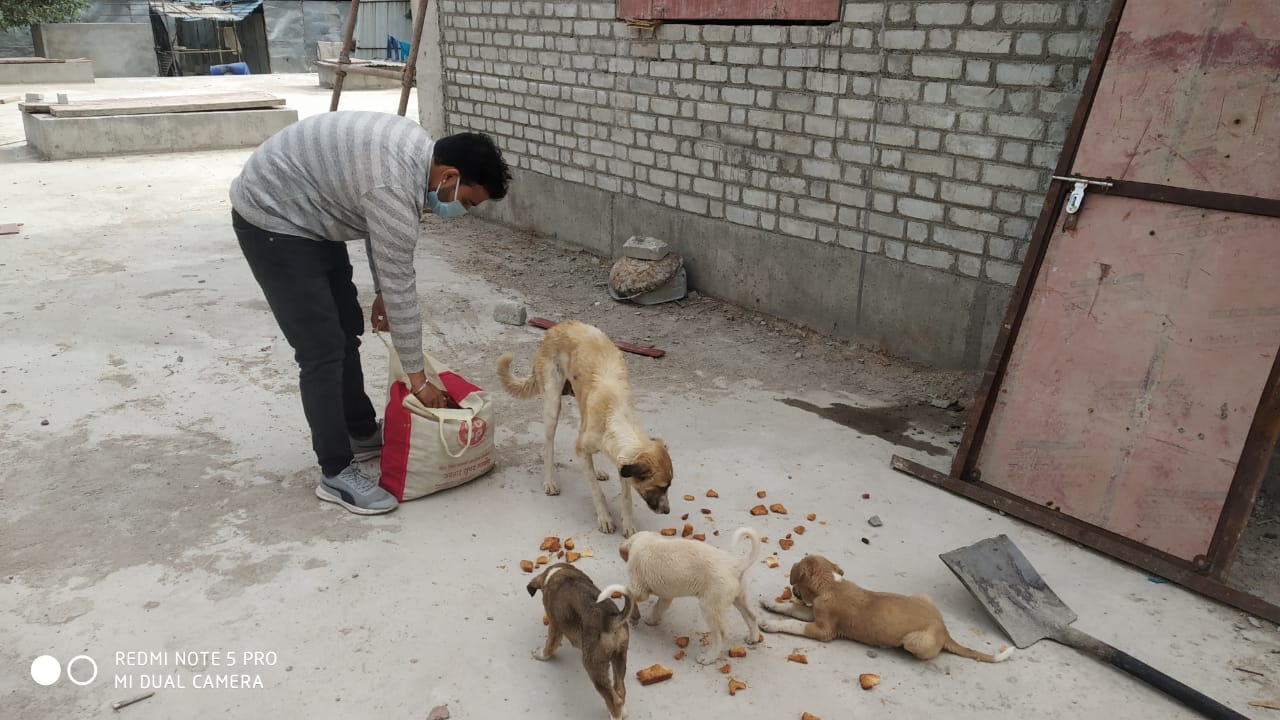 animal-care-love-dogs-saviours-foundation-charitable-trust-kota-i