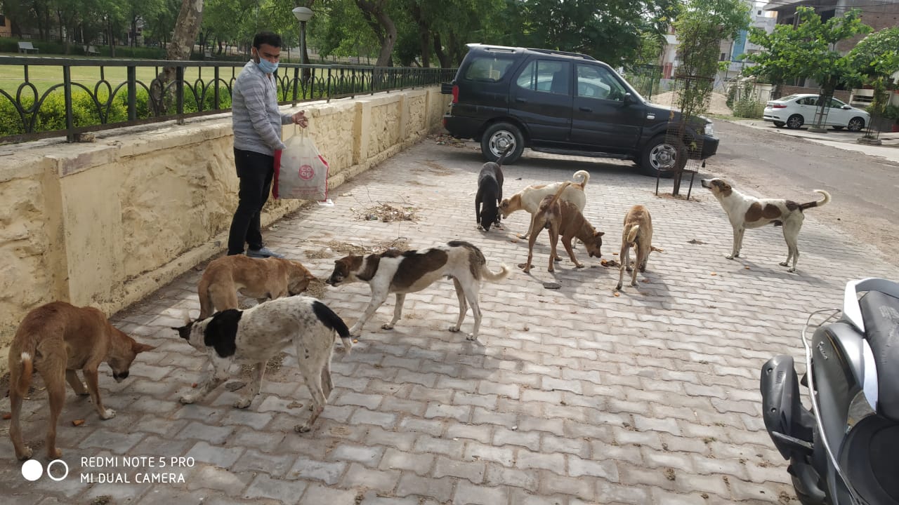 animal-care-love-dogs-saviours-foundation-charitable-trust-kota-j