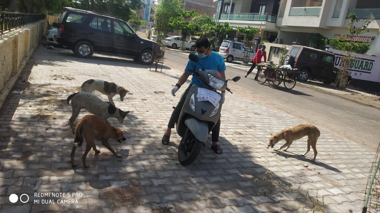 animal-care-love-dogs-saviours-foundation-charitable-trust-kota-k