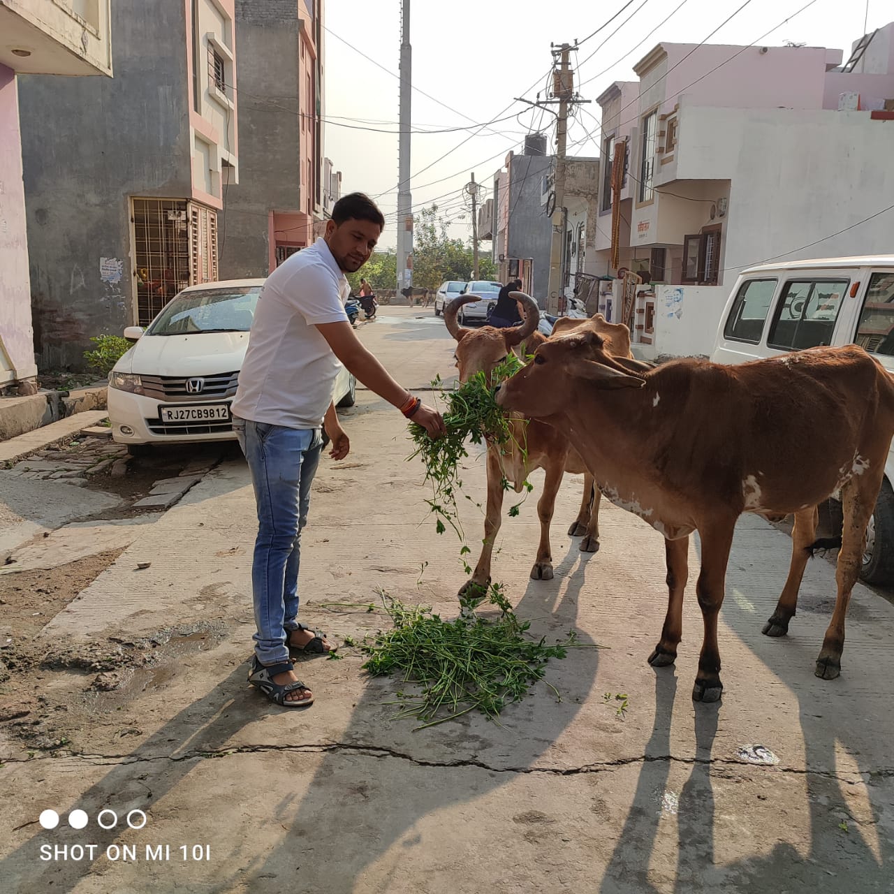 cow-green-fodder-save-kota-saviour-foundation-charitable-trust-kota-a