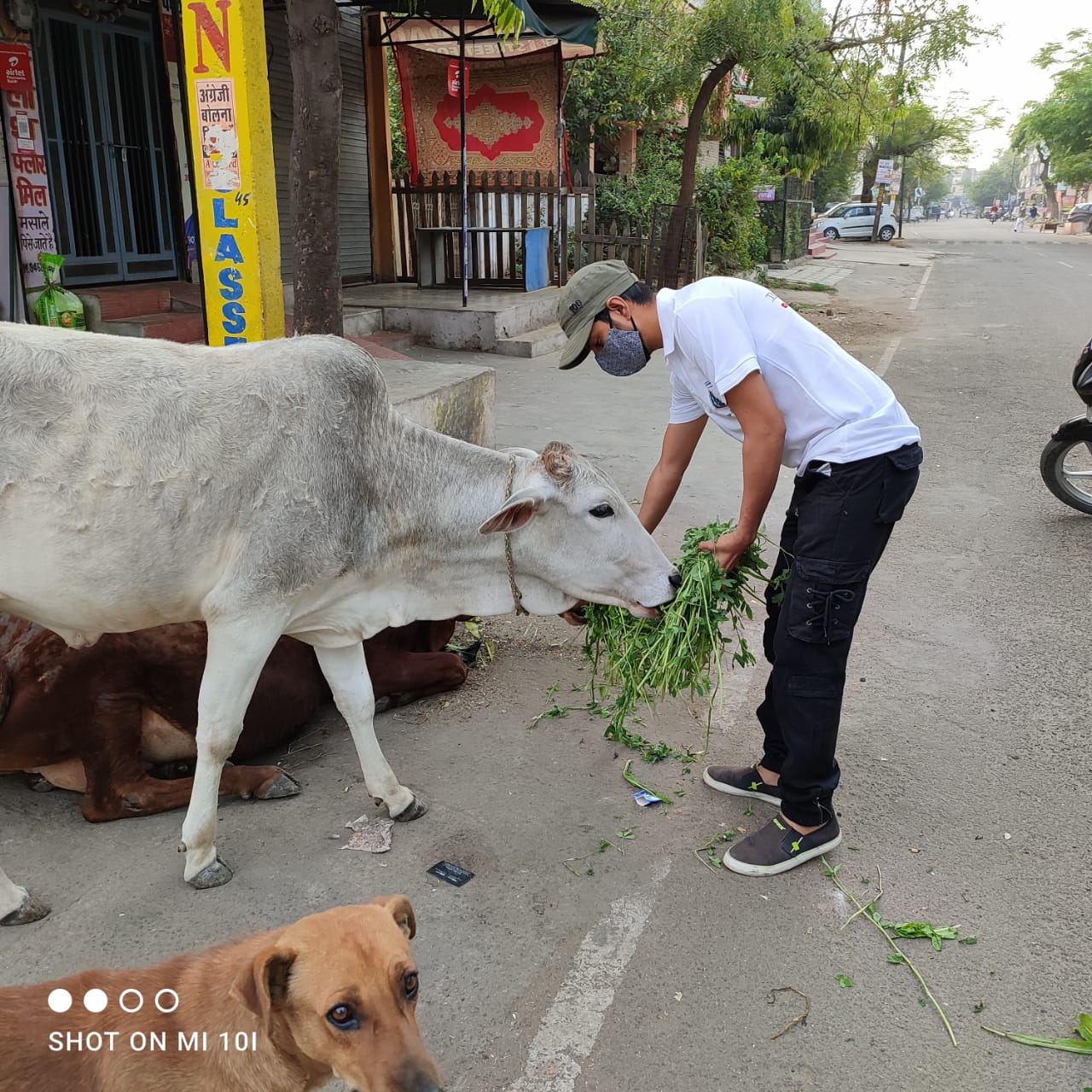 cow-green-fodder-save-kota-saviour-foundation-charitable-trust-kota-b