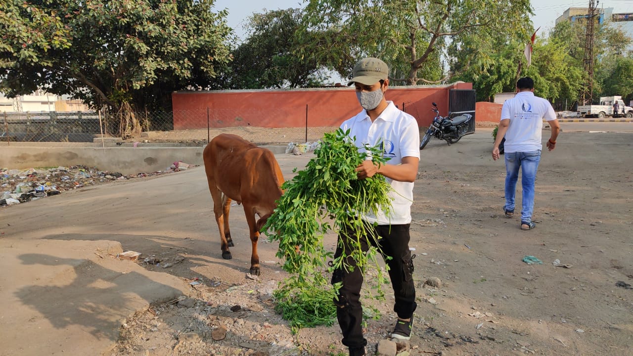 cow-green-fodder-save-kota-saviour-foundation-charitable-trust-kota-d