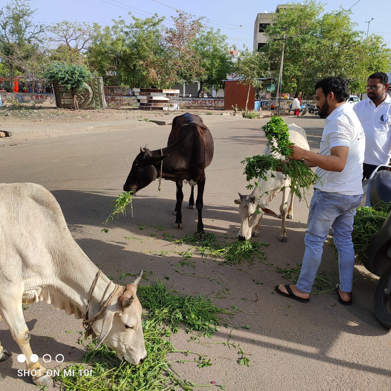 cow-green-fodder-save-kota-saviour-foundation-charitable-trust-kota-f