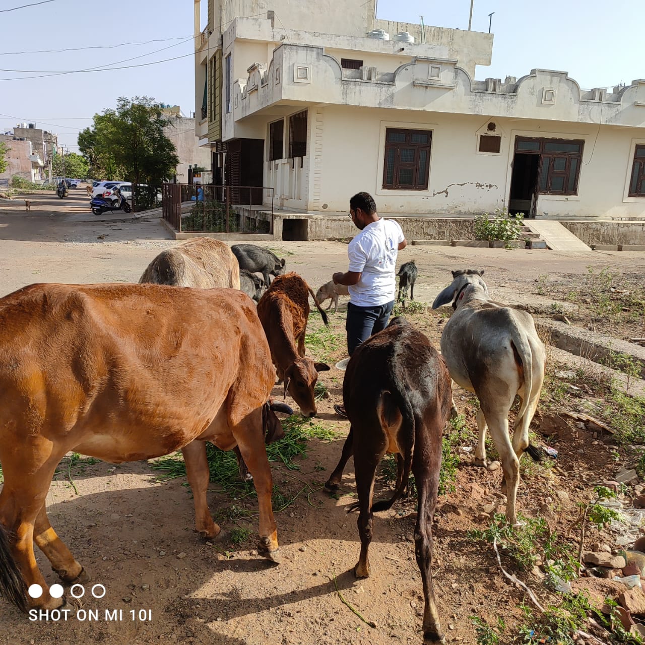 cow-green-fodder-save-kota-saviour-foundation-charitable-trust-kota-g