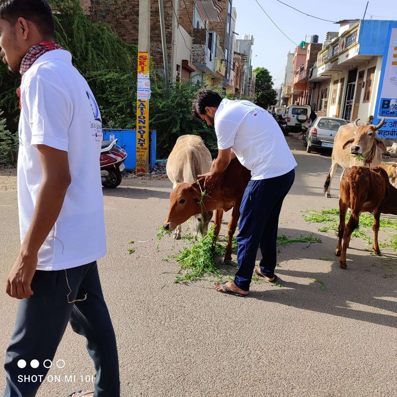 cow-green-fodder-save-kota-saviour-foundation-charitable-trust-kota-h