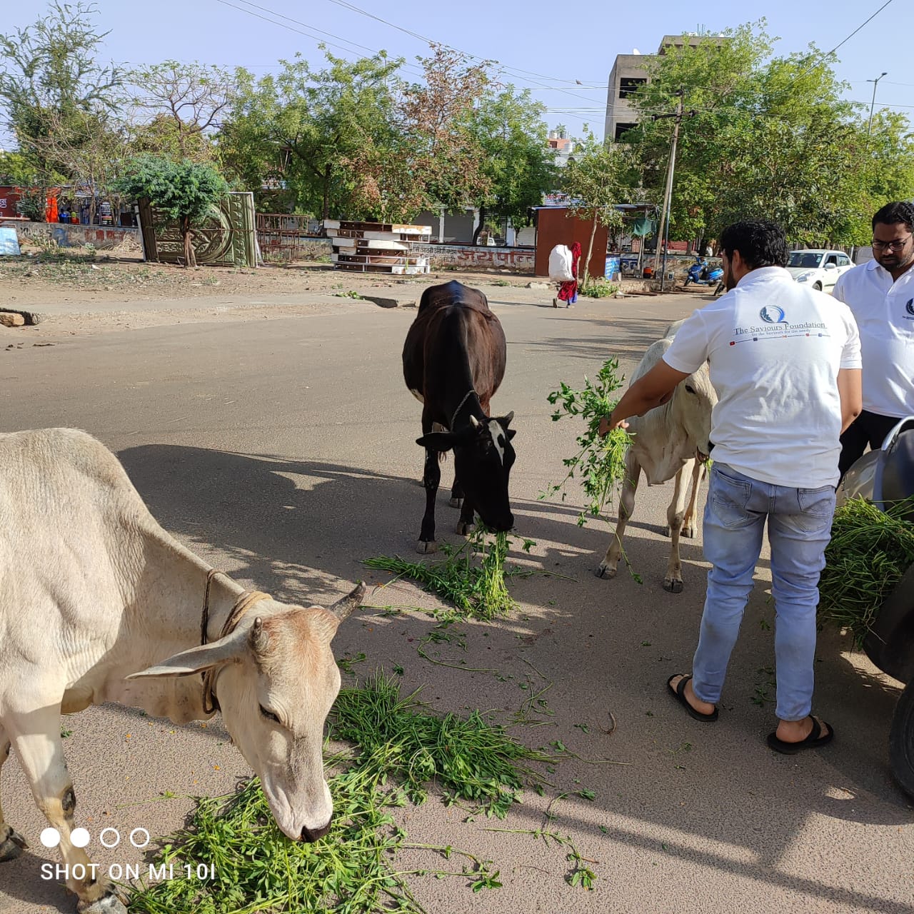 cow-green-fodder-save-kota-saviour-foundation-charitable-trust-kota-i