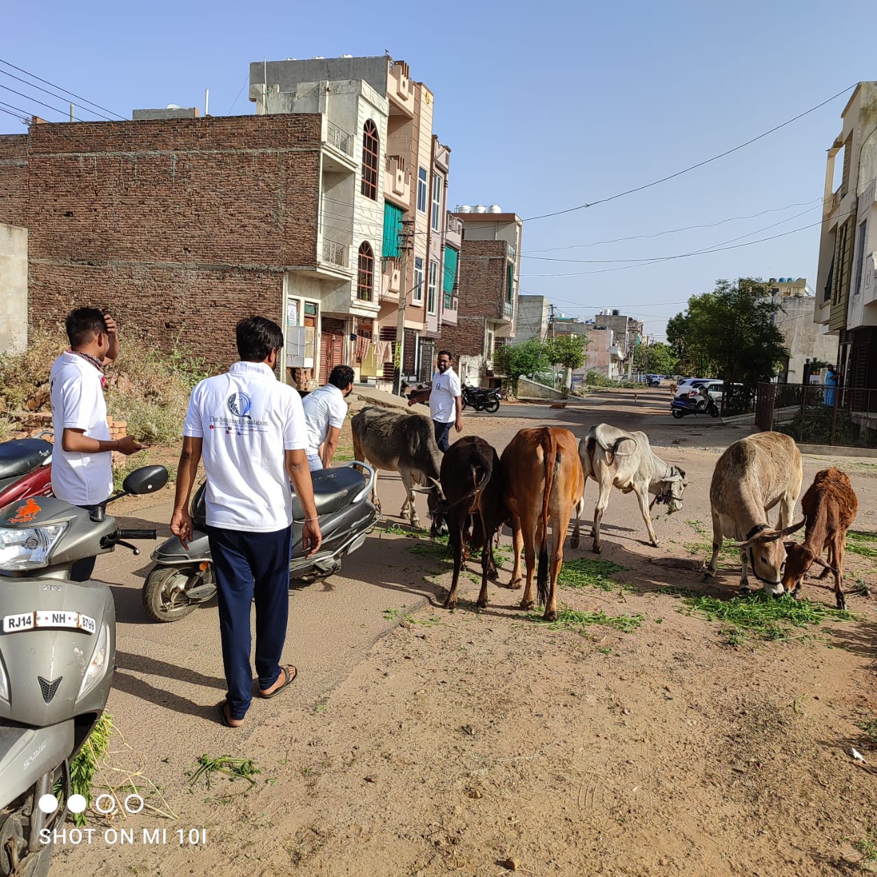 cow-green-fodder-save-kota-saviour-foundation-charitable-trust-kota-j