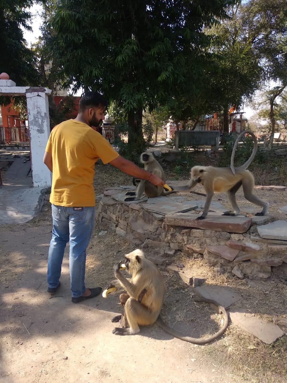 monkeys-happy-banana-food-kota-saviours-foundation-charitable-trust-kota-a