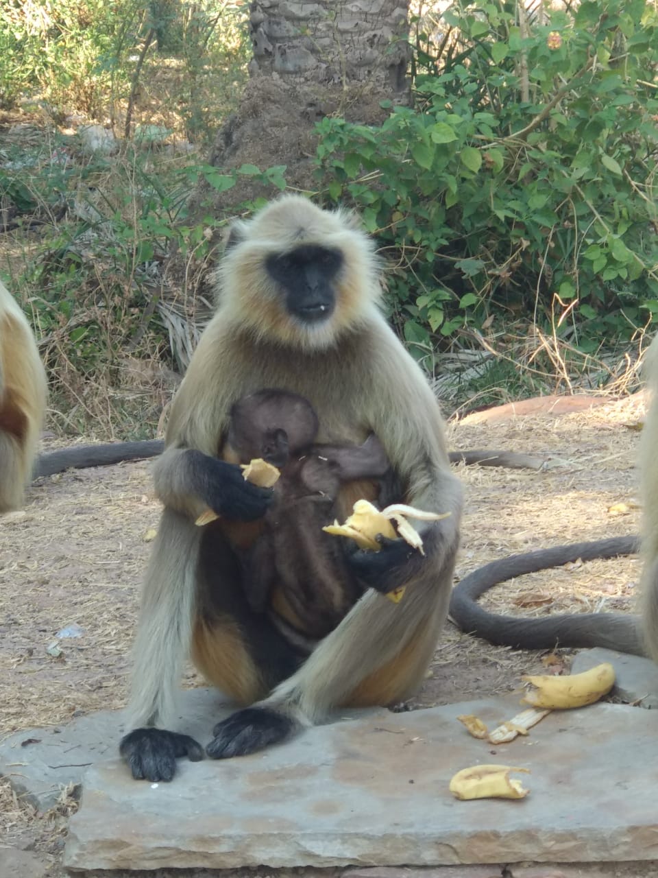 monkeys-happy-banana-food-kota-saviours-foundation-charitable-trust-kota-d