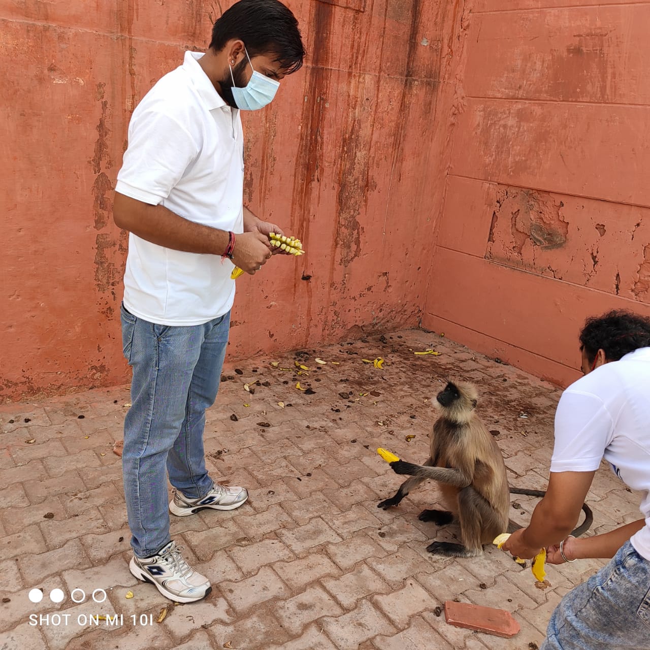 monkeys-happy-banana-food-kota-saviours-foundation-charitable-trust-kota-h